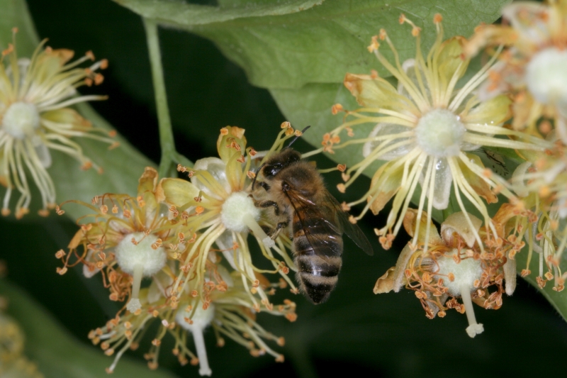 Sommer-Linde (<i>Tilia platyphyllos</i>)